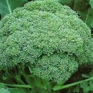 120 PCS Seeds Green Organic Broccoli Heirloom Vegetables 120 PCS Seeds Green Organic Broccoli Heirloom Vegetables