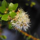 100 PCS Seeds Novel Plant Cleistocalyx Operculatus Bonsai