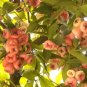 100 PCS Seeds Novel Plant Cleistocalyx Operculatus Bonsai
