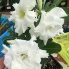 4 PCS Seeds Rare Adenium
