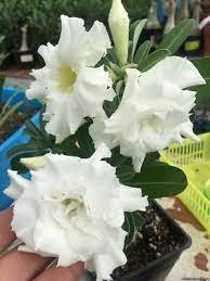 4 PCS Seeds Rare Adenium