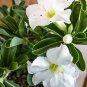 4 PCS Seeds Rare Adenium
