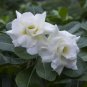 4 PCS Seeds Rare Adenium