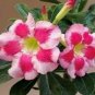 4 PCS Seeds Rare 'Blood White' Adenium Desert rose