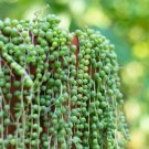 200 PCS Seeds Rare String of Pearls Big Succulent Senecio Rowleyanus Flower