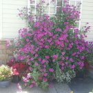 400 PCS Seeds Bonsai Hanging Petunia Garden Petunia Mixed Color Potted