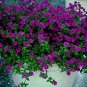 400 PCS Seeds Bonsai Hanging Petunia Garden Petunia Mixed Color Potted