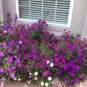 400 PCS Seeds Bonsai Hanging Petunia Garden Petunia Mixed Color Potted