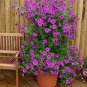 400 PCS Seeds Bonsai Hanging Petunia Garden Petunia Mixed Color Potted