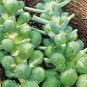 200 PCS Seeds Brussel Sprouts Italian Mezzo Nano Vegetables