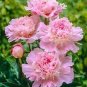 10 PCS Seeds Rare 'Big Leaves Buuterfly' Peony Shrub Flower