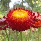 60 PCS Seeds Rare Fire Red Helichrysum Strawflower Annual Flower with golden eye 60 PCS Seeds Rare Fire Red Helichrysum Strawflower Annual Flower with golden eye