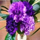 100 PCS Seeds Rare Heirloom 'Zi Zun' Purple Carnation Annual Flowers 100 PCS Seeds Rare Heirloom 'Zi Zun' Purple Carnation Annual Flowers