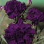 100 PCS Seeds Rare Heirloom 'Zi Zun' Purple Carnation Annual Flowers