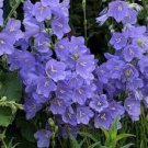 100 PCS Seeds Rare Mixed Colorful Pink White Purple Red Campanula Bellflowers
