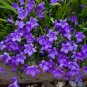 100 PCS Seeds Rare Mixed Colorful Pink White Purple Red Campanula Bellflowers