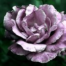 200 PCS Seeds The Death Rose