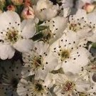 20 PCS Seeds White Prunus Mini Bonsai Pear Plant Tree 20 PCS Seeds White Prunus Mini Bonsai Pear Plant Tree