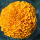 100 PCS Seeds Yellow French Marigold