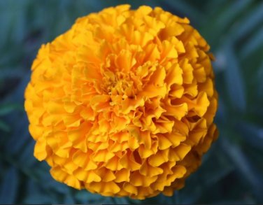 100 PCS Seeds Yellow French Marigold