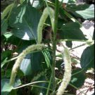 200 PCS Seeds Acalypha Hispida Seeds Green Chenille Plants