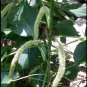 200 PCS Seeds Acalypha Hispida Seeds Green Chenille Plants