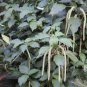 200 PCS Seeds Acalypha Hispida Seeds Green Chenille Plants