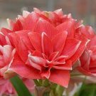 200 PCS Seeds Hippeastrum Bulbs Bonsai Amaryllis Barbados Lily