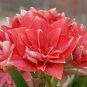 200 PCS Seeds Hippeastrum Bulbs Bonsai Amaryllis Barbados Lily