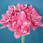 200 PCS Seeds Hippeastrum Bulbs Bonsai Amaryllis Barbados Lily