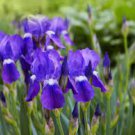 40 PCS Seeds Iris Bonsai Irises Flower Bonsai Perennial Beautiful Flowering