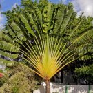 200 PCS Seeds Purple Travelers Palm Flores Bonsai