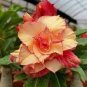 4 PCS Seeds 'Duet' Adenium Desert Rose Bonsai