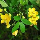 40 PCS Seeds Cassia Seeds herb catsia tora Linn Chinese herb