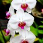 400 PCS Seeds Phalaenopsis Giant Orchid Bonsai