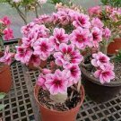 4 PCS Seeds Imported 'nobleness lady' Adenium Desert Rose