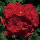 20 PCS Seeds Geranium Deep Scarlet Perennial Flower 20 PCS Seeds Geranium Deep Scarlet Perennial Flower
