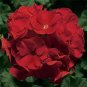 20 PCS Seeds Geranium Deep Scarlet Perennial Flower