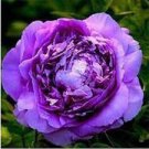 10 PCS Seeds Heirloom 'Xin Shou' Light Purple Peony Plant Flower