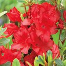200 PCS Seeds Japanese Azalea Dark Red Rhododendron Azalea Flowers