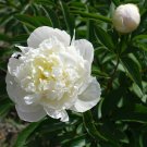 40 PCS Seeds Peony Flowers White Damask with Light 40 PCS Seeds Peony Flowers White Damask with Light