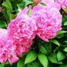 10 PCS Seeds Rare Light Purple Fragrant Peony 'Shuang Bao' Seedling 10 PCS Seeds Rare Light Purple Fragrant Peony 'Shuang Bao' Seedling