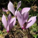 10 PCS Seeds 'Qiguaidao' Purple Eastern Cyclamen
