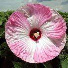 40 PCS Seeds Perennial Rosemallow Mixed Hibiscus Flowers
