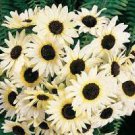 30 PCS Seeds Small talian White Sunflower
