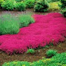200 PCS Seeds Creeping Thyme Light Orange Colors