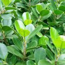 100 PCS Seeds Chinese Ficus Benjamina