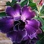 4 PCS Seeds Desert Rose Adenium