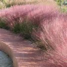 600 PCS Seeds Purple Fescue Grass Seeds Festuca glauca Perennial Hardy Ornamental