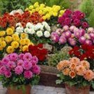 60 PCS Seeds Mixed 9 Colors Dwarf Dahlia Flower